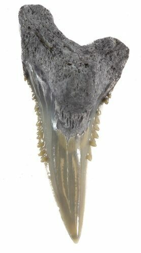 Hemipristis Shark Lower Tooth - Maryland #42577